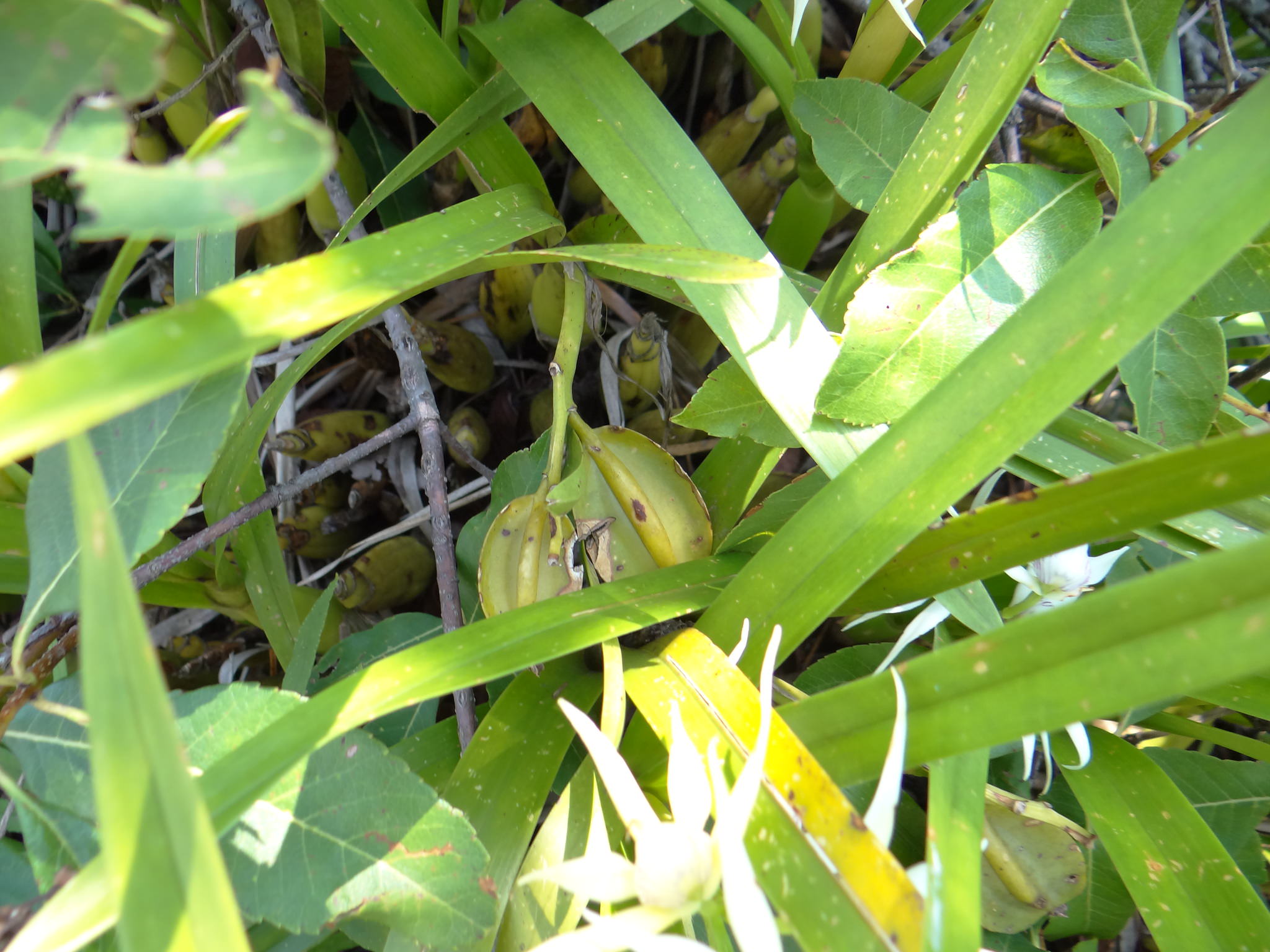Prosthechea chondylobulbon